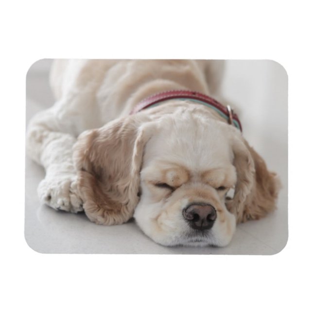 Cocker spaniel dog sleeping magnet (Horizontal)