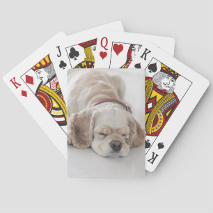 Cocker spaniel dog sleeping playing cards