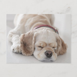 Cocker spaniel dog sleeping postcard
