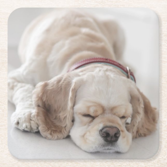 Cocker spaniel dog sleeping square paper coaster (Front)