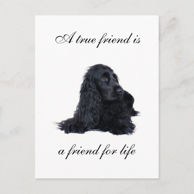Cocker Spaniel friendship Postcard (Front)