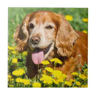 Cocker Spaniel in Yellow Flowers Tile