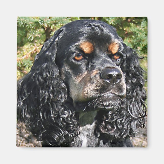 Cocker Spaniel Magnet (Front)
