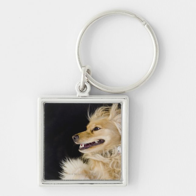 cocker spaniel mix on its back key ring (Front)