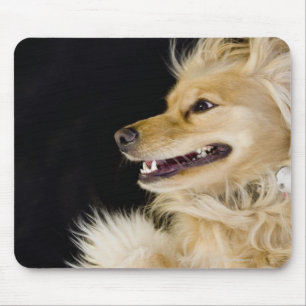 cocker spaniel mix on its back mouse mat