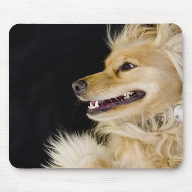 cocker spaniel mix on its back mouse mat (Front)