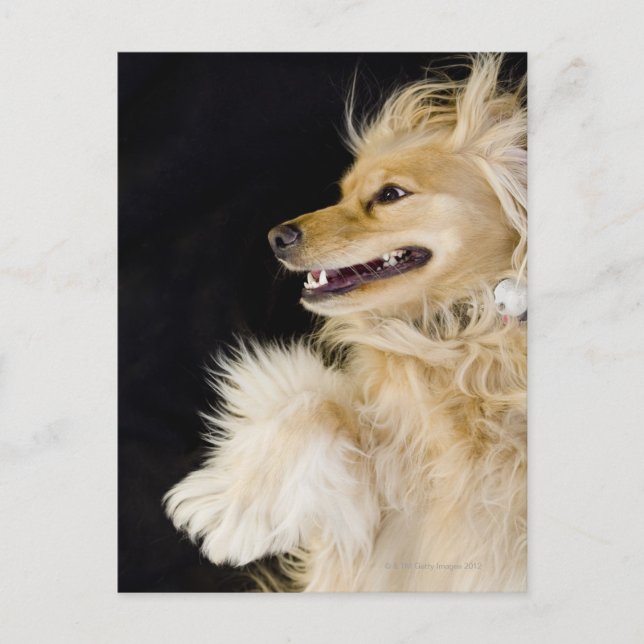 cocker spaniel mix on its back postcard (Front)