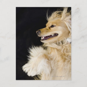 cocker spaniel mix on its back postcard