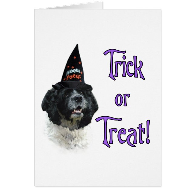 Cocker Spaniel (parti) Trick (Front)