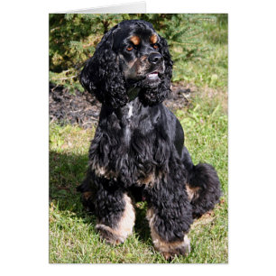 Cocker Spaniel Photo