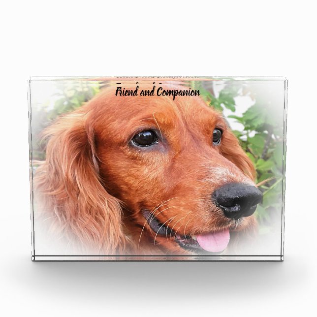 Cocker Spaniel. Photo Block (Front)