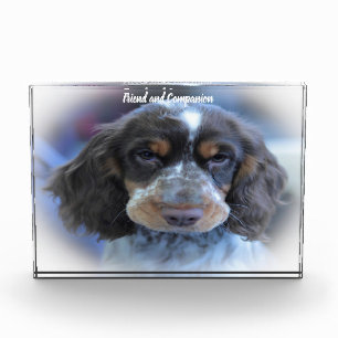 Cocker Spaniel. Photo Block