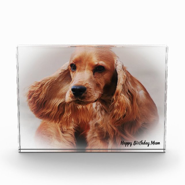Cocker Spaniel. Photo Block (Front)