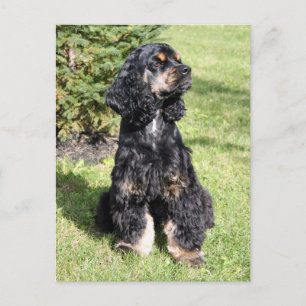 Cocker Spaniel Photo Postcard