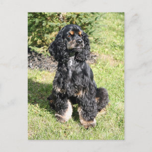 Cocker Spaniel Photo Postcard