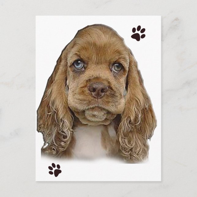 Cocker Spaniel Postcard (Front)