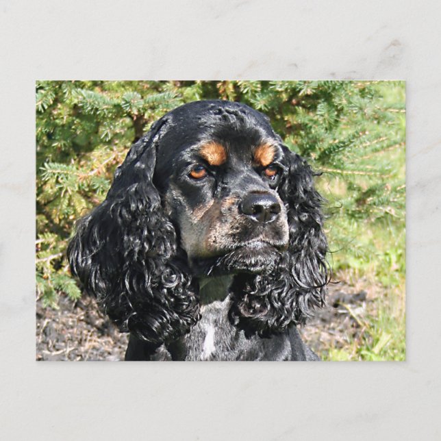 Cocker Spaniel Postcard (Front)