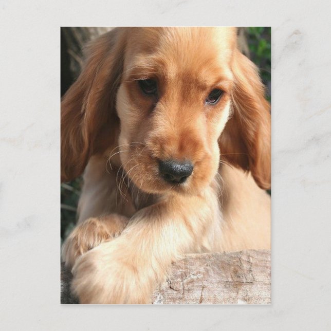 Cocker Spaniel Postcard (Front)