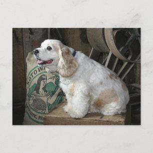 Cocker Spaniel Postcard