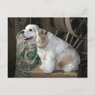 Cocker Spaniel Postcard