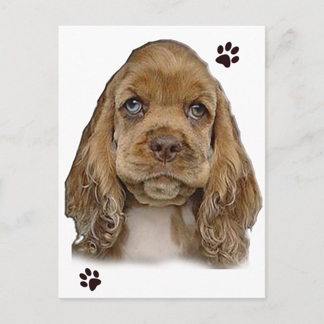 Cocker Spaniel Postcard (Front)