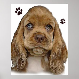 Cocker spaniel poster