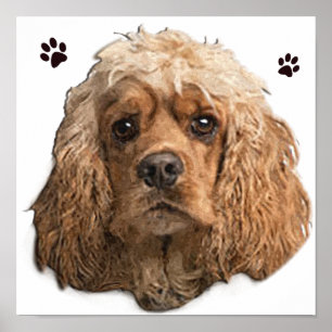 Cocker spaniel Poster