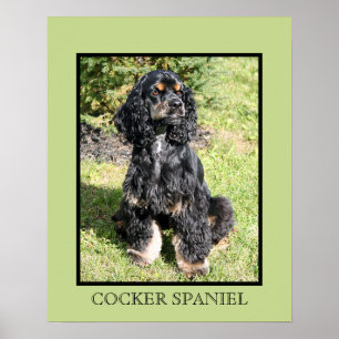 Cocker Spaniel Print