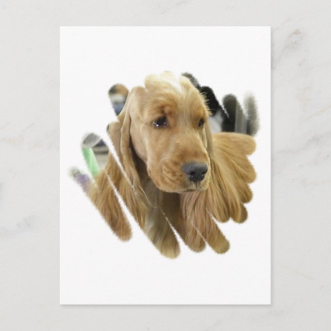Cocker Spaniel Puppy Dog Postcard (Front)
