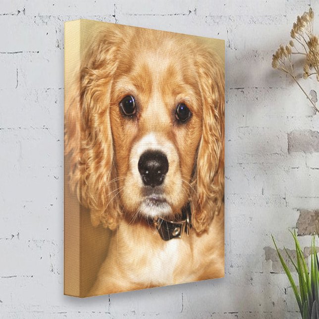 Cocker Spaniel Puppy  Portrait Canvas Wrap Print (Creator Uploaded)