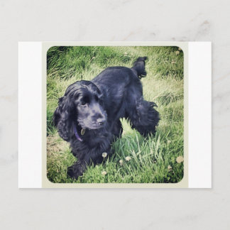 Cocker Spaniel Puppy Postcard