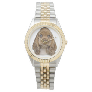 Cocker spaniel puppy watches