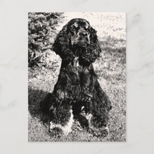 Cocker Spaniel Sketch Postcard