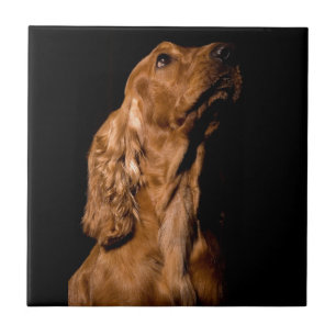 Cocker Spaniel Tile