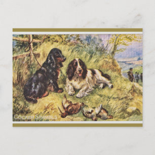 Cocker Spaniels Postcard