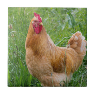 Cockerel hens photograph tile