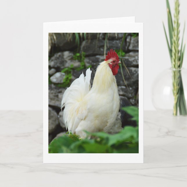 Cockerel in Madeira Holiday Card (Front)