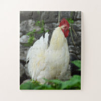 Cockerel