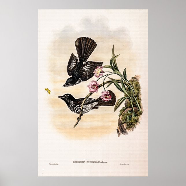 Cockerell’s Fantail Flycatcher by John Gould Poster (Front)