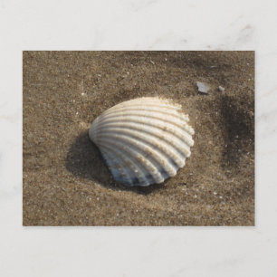 Cockle Shell Postcard