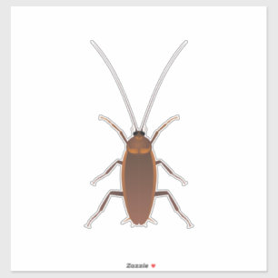Cockroach Insect