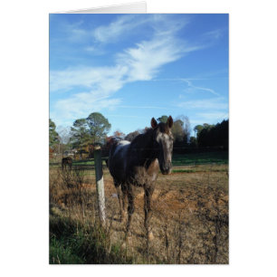 Coco and Cream brown horse