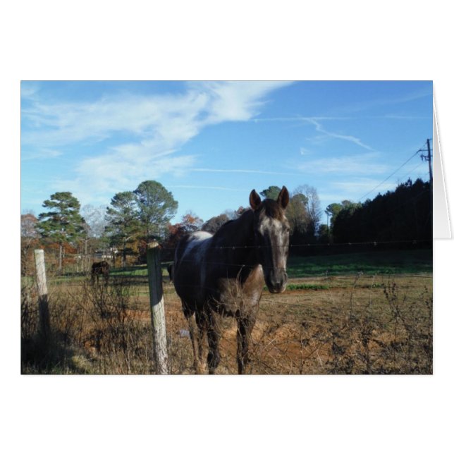 Coco and Cream brown horse (Front Horizontal)