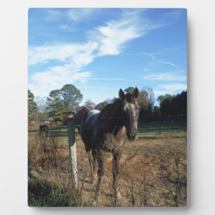 Coco and Cream brown horse Plaque