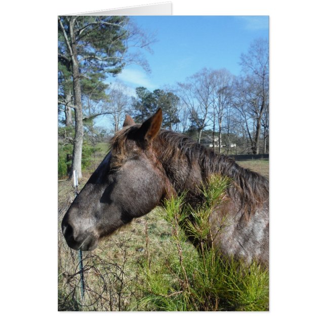 Coco and Cream Coloured Horse (Front)