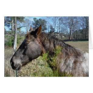 Coco and Cream Coloured Horse