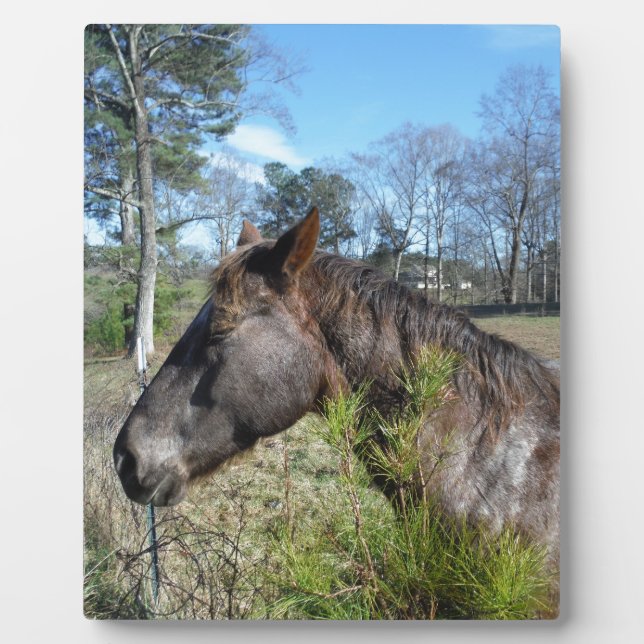 Coco and Cream Coloured Horse Plaque (Front)