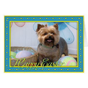 Coco Chanel - Yorkie -4