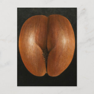 Coco de Mer 2010 Postcard