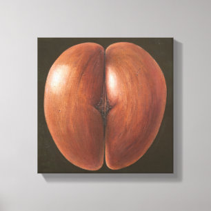 Coco de Mer Maldives 2012 Canvas Print